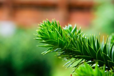 Araucaria araucana - blahočet čilský - jehlice